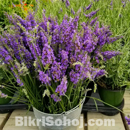 Lavender seeds (ল্যাভোন্ডার বীজ) গাছ প্রেমিরা ইনবক্স